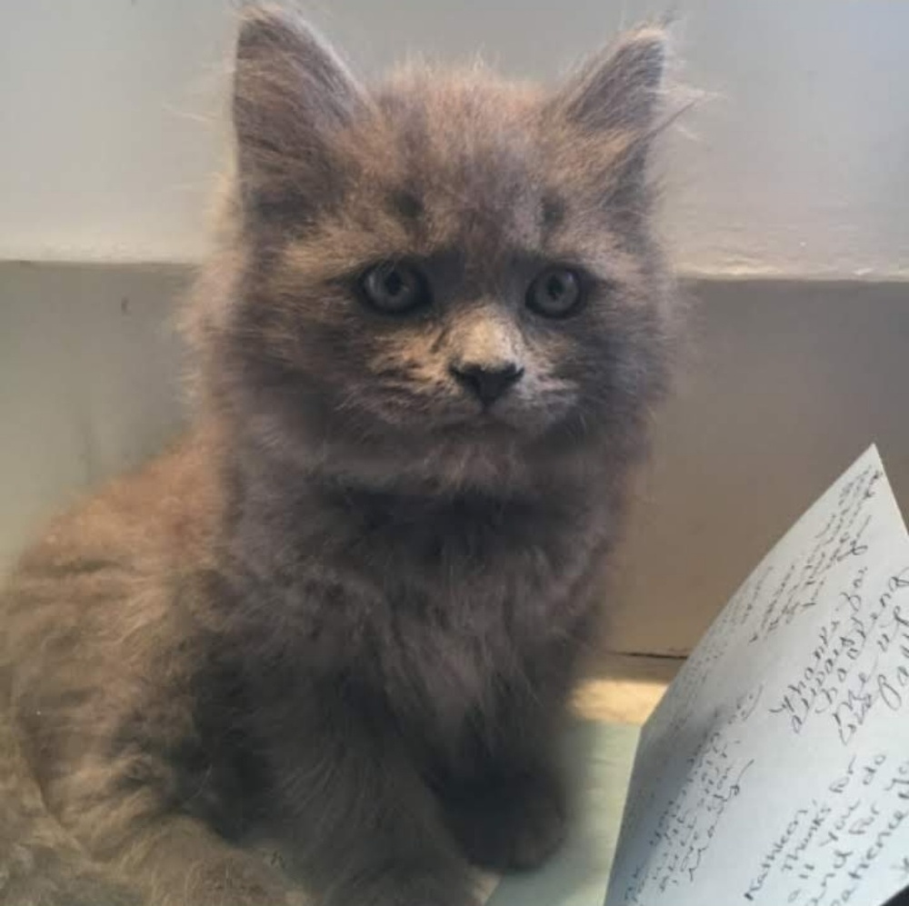 Meet your Posher, Deb